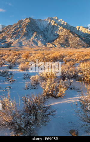 Lone Pine Peak e la vegetazione circostante e dopo un fine novembre tempesta di neve, Alabama Hill, Lone Pine, California, Stati Uniti. Foto Stock