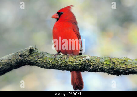 Brillante cardinale del Nord, arroccato su un ramo muschiato, mostra un piumaggio rosso vivo, cresta rialzata e maschera facciale nera contro un morbido dorso della foresta Foto Stock