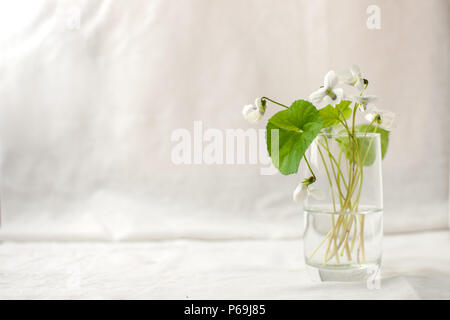 Bouquet di fiori whitebells in un vaso di vetro. Snowdrop viola ancora in vita. La decorazione floreale. In primavera ed estate il tempo minimo di close up Foto Stock