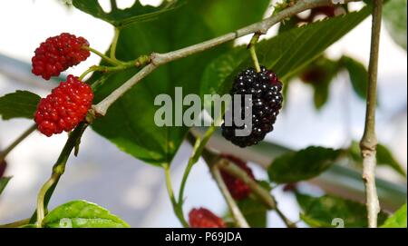 Il Mulberry che cresce su una boccola in Turchia Foto Stock