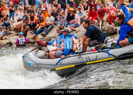 Travi a vista sul fiume Arkansas, passando attraverso Fibark fiume festival; Salida; Colorado; USA Foto Stock