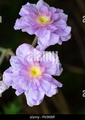 Blu pallido, viola tingono il doppio dei fiori di prato cranesbill varietà, Geranium pratense 'Summer Cieli" Foto Stock