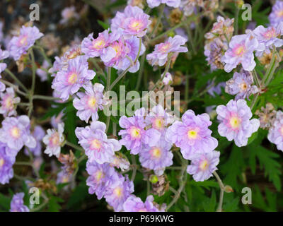 Blu pallido, viola tingono il doppio dei fiori di prato cranesbill varietà, Geranium pratense 'Summer Cieli" Foto Stock