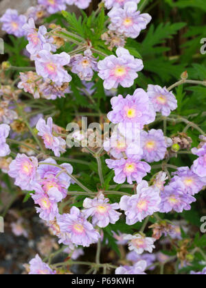 Blu pallido, viola tingono il doppio dei fiori di prato cranesbill varietà, Geranium pratense 'Summer Cieli" Foto Stock