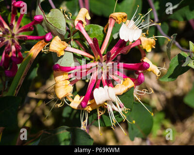 Rosso fragrante incannulata fiori bianchi della non climbing caprifoglio, Lonicera periclymenum 'Honeybush', girare l'oro dopo la fecondazione Foto Stock