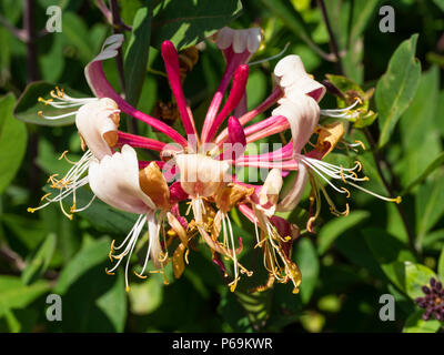 Rosso fragrante incannulata fiori bianchi della non climbing caprifoglio, Lonicera periclymenum 'Honeybush', girare l'oro dopo la fecondazione Foto Stock