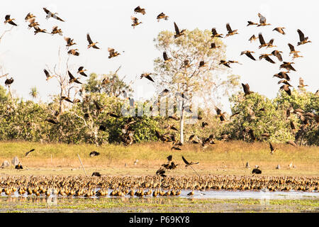 Flock of Magpie Geese prende nei cieli dell'Australia settentrionale Foto Stock