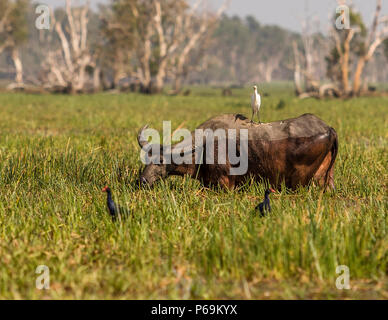 Waterbufalo dell'Australia settentrionale a Bamurru Plains Foto Stock