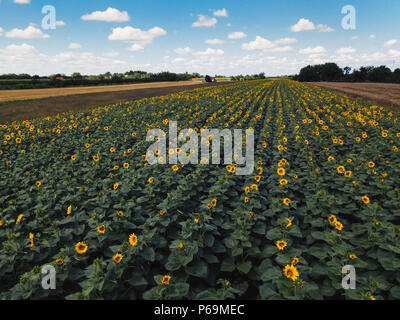 Vista aerea del fiore del campo di girasole su soleggiate giornate estive Foto Stock
