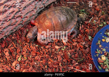 Tartaruga rossa con cursore dalle orecchie che strisca intorno alla gabbia. Foto Stock