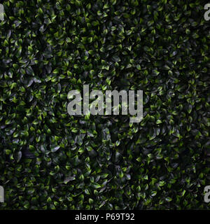 Green ivy cresce lungo la parete. Texture di densi canneti del vitigno selvatico . Foto Stock