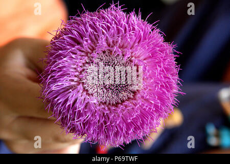 Close up di muschio thistle's flower Foto Stock