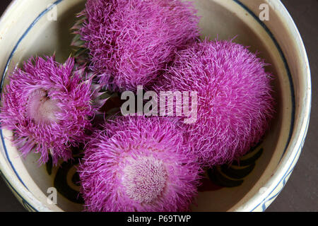 Close up di muschio thistle's flower Foto Stock