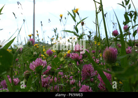 Fiori Selvatici in Prato Foto Stock