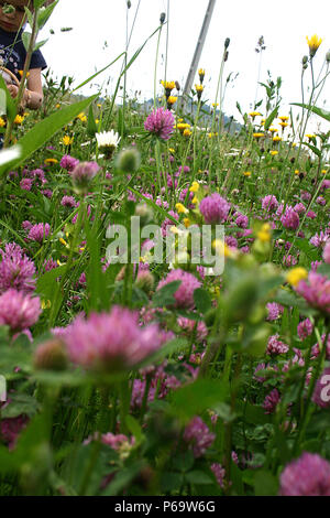 Fiori Selvatici in Prato Foto Stock