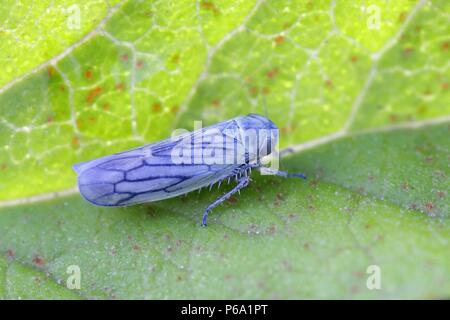 Tramoggia di blu o leafhopper, Sonronius dahlbomi, minuscolo insetto blu Foto Stock