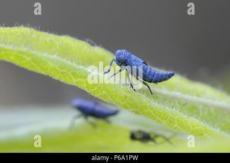 Tramoggia di blu o leafhopper, Sonronius dahlbomi, minuscolo insetto blu Foto Stock