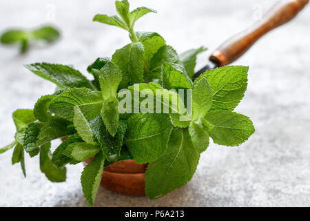Fresco e verde menta organico di close-up. Messa a fuoco selettiva Foto Stock
