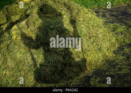 Silhouette di ombra in erba di ragazzo su corde oscillanti Foto Stock