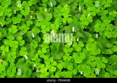 Wild il giglio della valle (Maianthemum canadensis) con oxalis lungo Albero Cattedrale Trail, Coxcomb Park, Astoria, Oregon Foto Stock