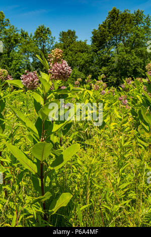 Un campo di Milkweed comune che cresce in un campo presso la Grande Palude in Patterson New York. Foto Stock