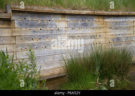 Artificiale sito di nidificazione per la sabbia martins Seaton Zone Umide East Devon Regno Unito Foto Stock