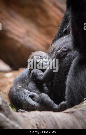 A 2 settimane di età pianura occidentale Gorilla di nome Charlie al Toronto Zoo che è parte di un programma di riproduzione in cattività per questa specie criticamente minacciata di estinzione, Foto Stock