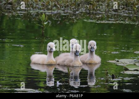 Quattro cigno cygnets nuoto insieme su un lago Foto Stock