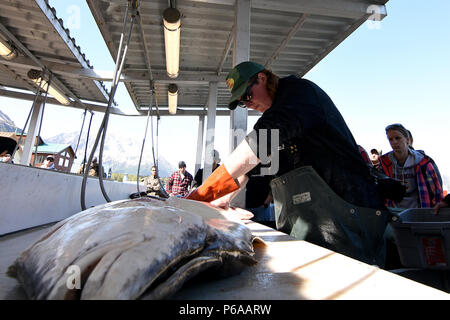 Ponte di volontariato mano Kyle Collins va a lavorare la sfilettatura una grande ippoglosso atlantico catturati durante la decima edizione di servizi armati contro la pesca nel torneo di Seward, Alaska, 26 maggio. Il torneo, ospitato dalla città di Seward e le Forze Armate YMCA, ha dato più di 200 pescatori militari di stanza in Alaska gratuitamente una giornata di pesca halibut per ringraziarli per il loro servizio. (Esercito foto/John Pennell) Foto Stock