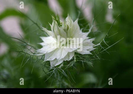 Nigella Damasceno (l'amore-in-un-mis) fiore bianco Foto Stock
