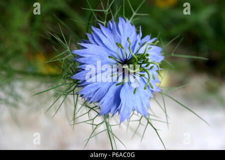 Nigella Damasceno (l'amore-in-un-mis) fiore blu Foto Stock