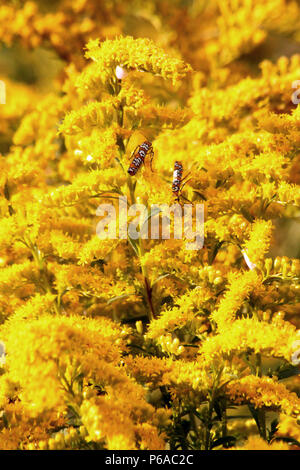 Close up fiore oro con gli insetti attirati verso il polline Foto Stock