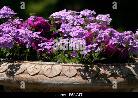 Bellissima pentola di creta con elementi ornamentali fiori viola Foto Stock