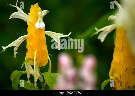 Giallo impianti adibiti alla pesca di gamberetti closeup Foto Stock