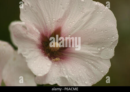 Comune di fiori di ibisco Foto Stock