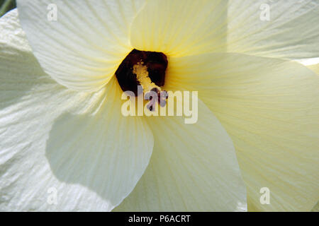 Primo piano di un fiore di Abelmoschus esculentus (Okra) Foto Stock