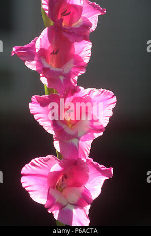 Close up di Gladiolus fiore rosa Foto Stock