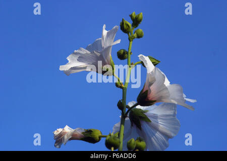 Comune di fiori di ibisco Foto Stock