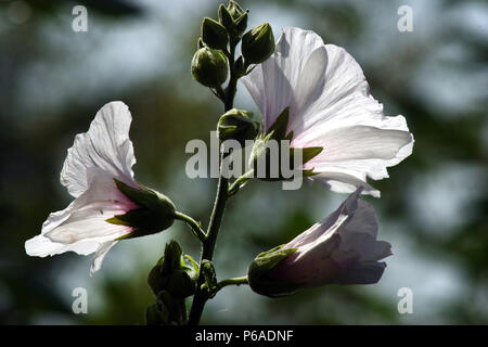 Comune di fiori di ibisco Foto Stock