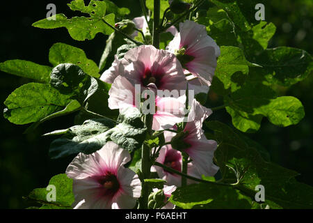 Comune di fiori di ibisco Foto Stock