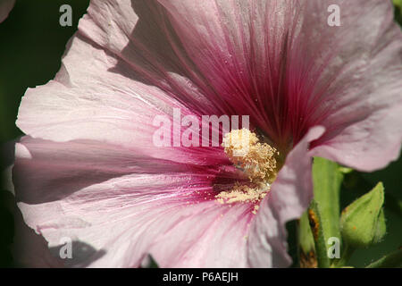 Comune di fiori di ibisco Foto Stock