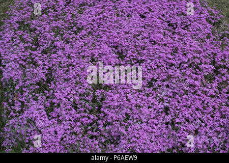 Ampio cerotto di Phlox stolonifera (flox strisciante) Foto Stock