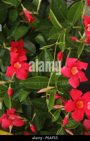 Close up di rosso fiori Mandevilla Foto Stock