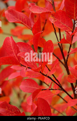 Foglie rosse di arbusto di mirto di colza in autunno Foto Stock