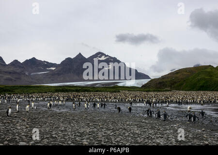 Re pinguini alla massiccia colony situato a Salisbury Plain, Isola Georgia del Sud Foto Stock