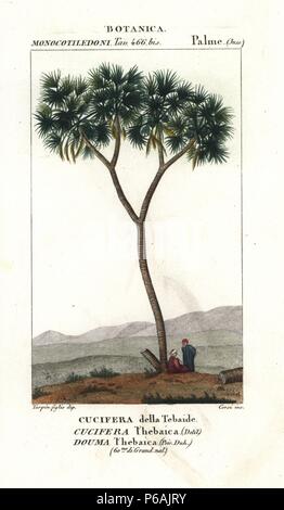 Doum palm o albero di panpepato, Hyphaene thebaica, nativo di Egitto, Sudan e Kenya. Handcolored calcografia incisione imbianchini da Jussieu's 'dictionary di scienze naturali", Firenze, Italia, 1837. Incise dai corsi, disegnata da Pierre Jean-Francois Turpin, e pubblicato da Batelli e figli. Turpin (1775-1840) è considerato uno dei più grandi francese illustratori botanici del XIX secolo. Foto Stock