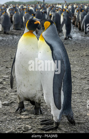 Due adulti re pinguini in un corteggiamento o preening display, Salisbury Plain, Isola Georgia del Sud Foto Stock