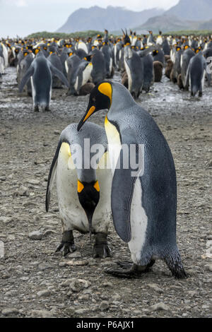 Due adulti re pinguini in un corteggiamento o preening display, Salisbury Plain, Isola Georgia del Sud Foto Stock