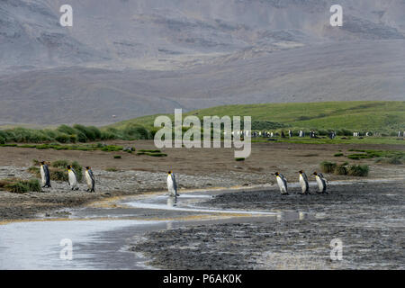 Re pinguini di ritorno da alimentare a Salisbury Plain, Isola Georgia del Sud Foto Stock
