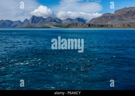 Re pinguini a nuotare in acqua a Salisbury Plain, Isola Georgia del Sud Foto Stock